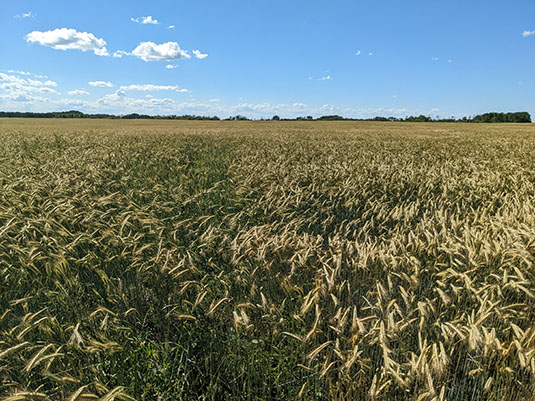 Fall Rye Nearing Harvest. Full image view opens in a new window.